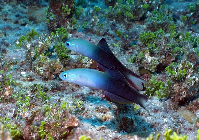 Hình ảnh Cá Bống Máy Bay
