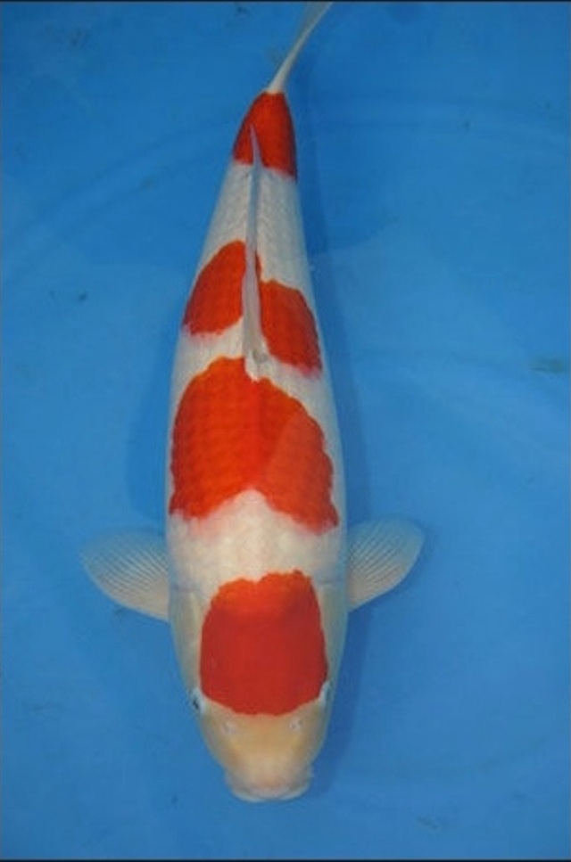 Hình ảnh Cá Koi Maruten Yodan Kohaku
