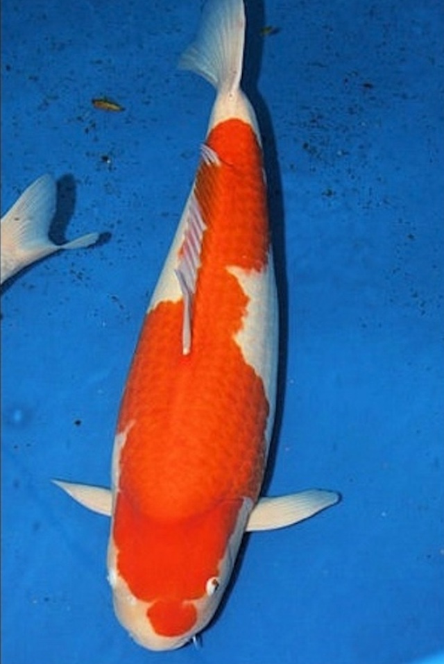 Hình ảnh Cá Koi Moyos Kohaku