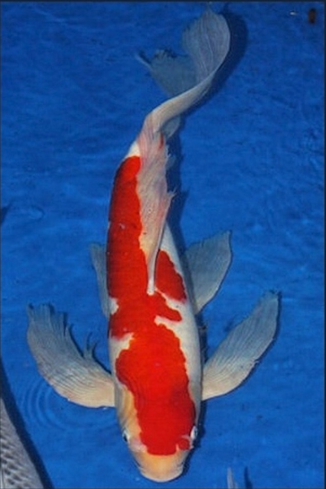 Hình ảnh Cá Koi Bướm Kohaku