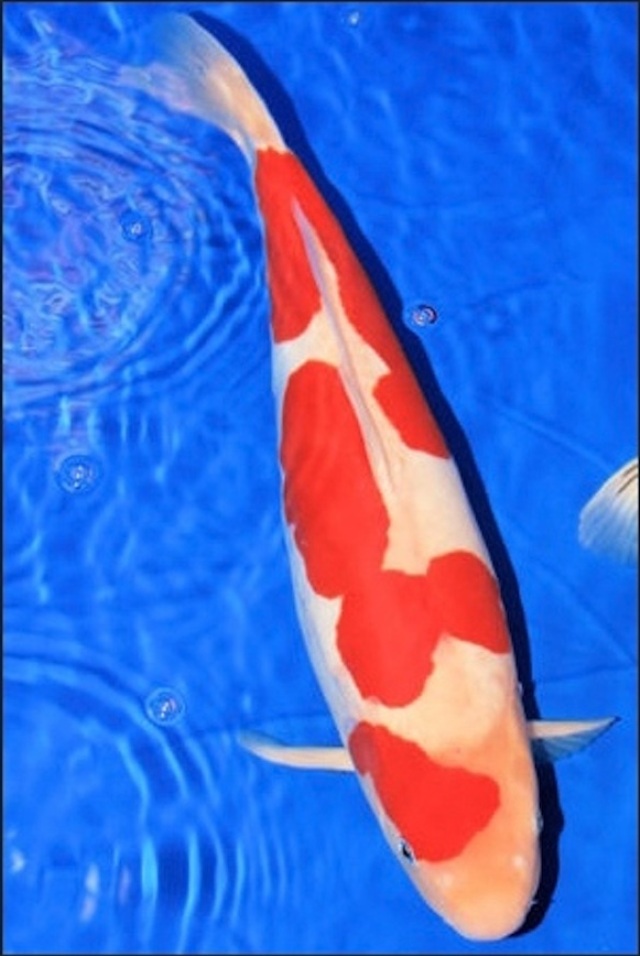 Hình ảnh cá Koi Doitsu Kohaku