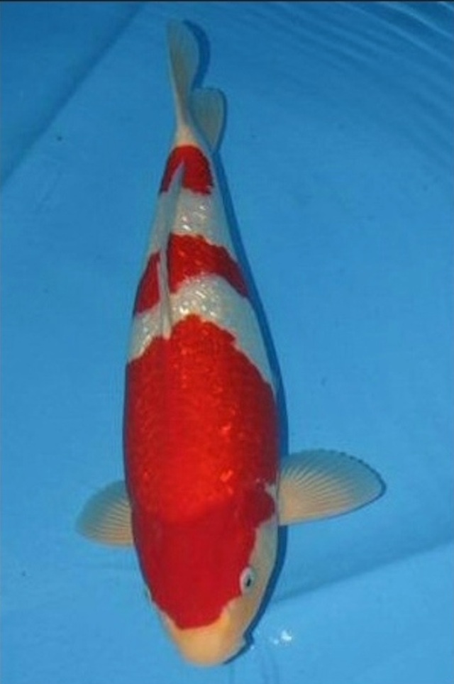Hình ảnh Cá Koi Kinginrin Kohaku