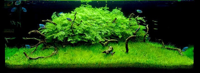 Hình ảnh bể thủy sinh sử dụng rêu
