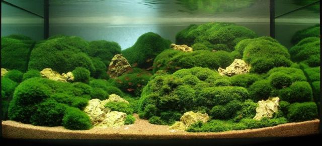 Hình ảnh bể thủy sinh sử dụng rêu