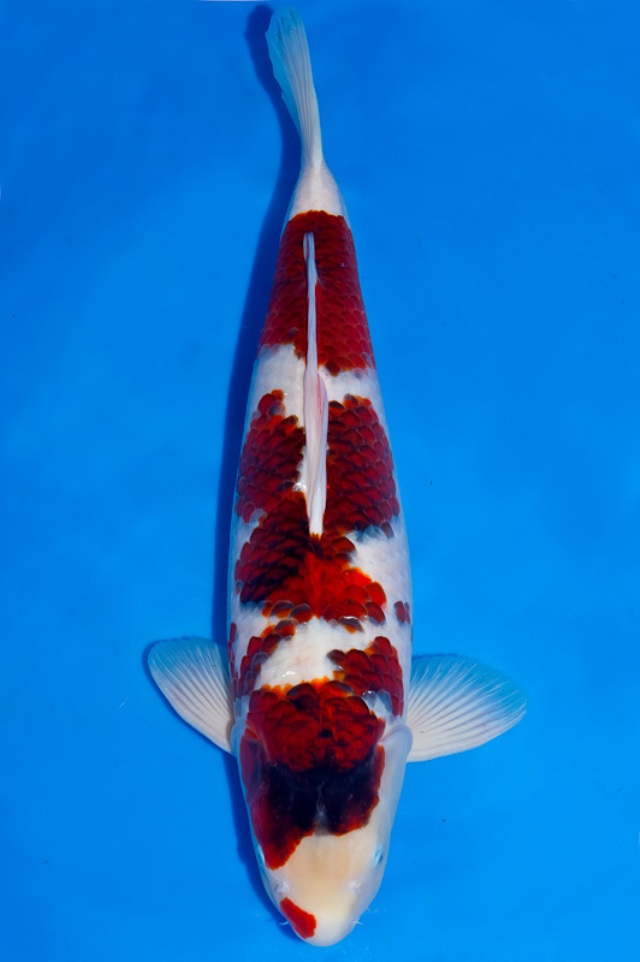 Hình ảnh cá koi Goromo