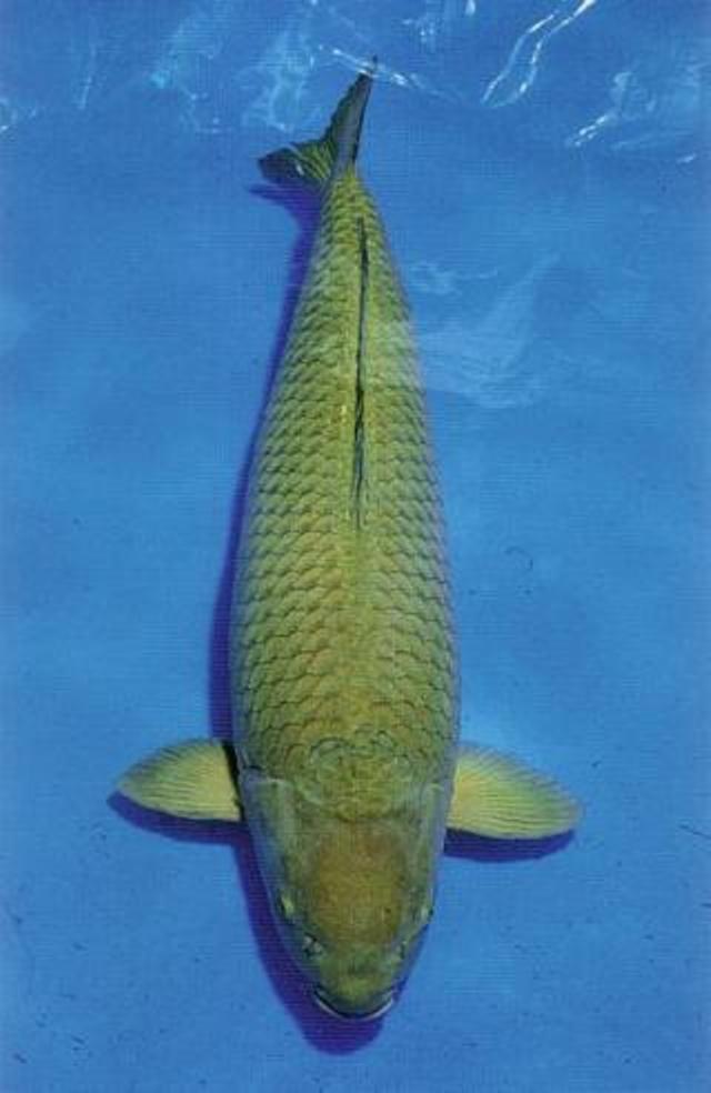 Hình ảnh cá koi Chagoi