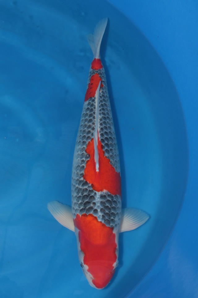 Hình ảnh cá koi Goshiki