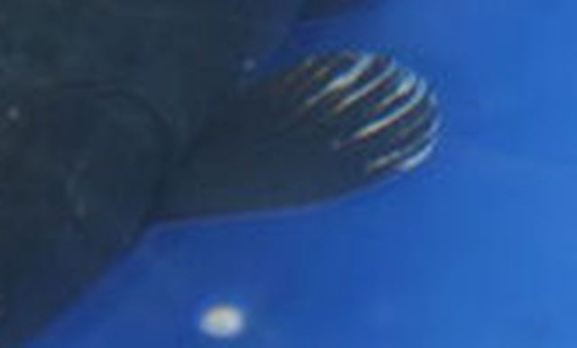 Hình ảnh cá koi Hajiro