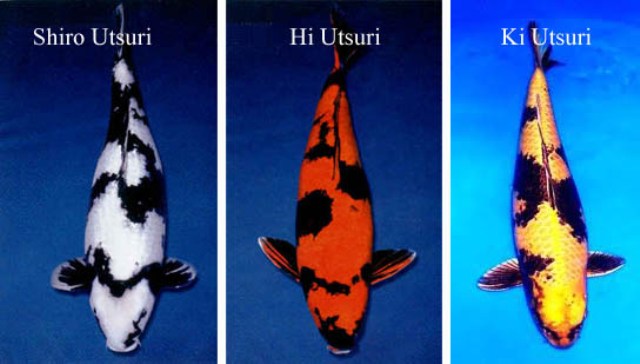 Đặc điểm và cách lựa chọn cá koi Hi Utsuri đẹp - Thái Hoà Koi Farm