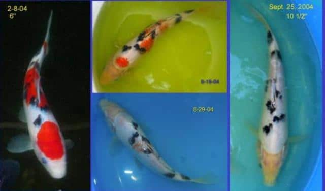 Hình ảnh sự biến đổi của cá Koi