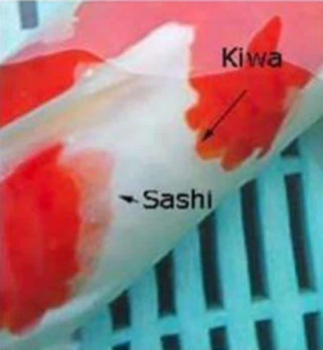 Hình ảnh phân biệt Sashi và Kiwa