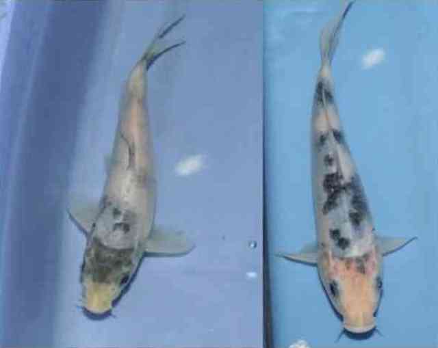 Hình ảnh cá koi Shiro Utsuri