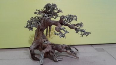 Hình ảnh lũa bonsai thủy sinh