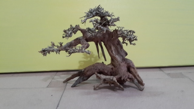 Hình ảnh lũa bonsai thủy sinh
