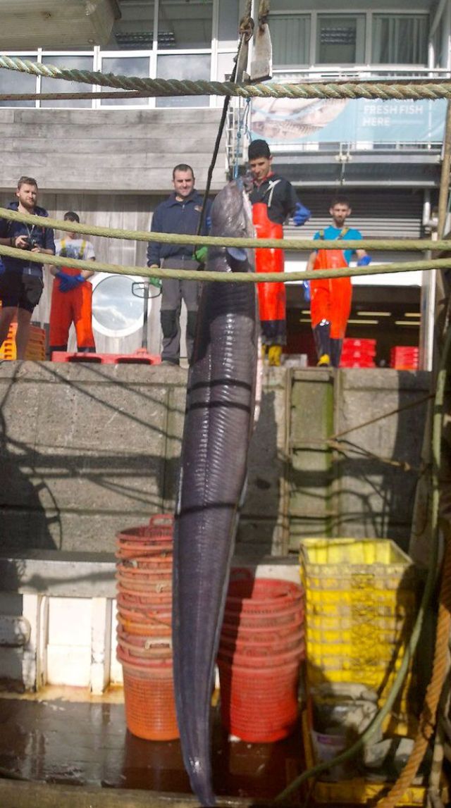 Hình ảnh lươn khổng lồ dài hơn 6m