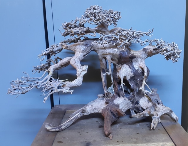 Lũa bonsai cho bể thủy sinh