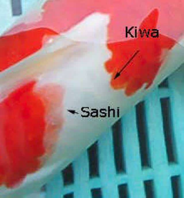 Hình ảnh phân biệt sashi và kiwa