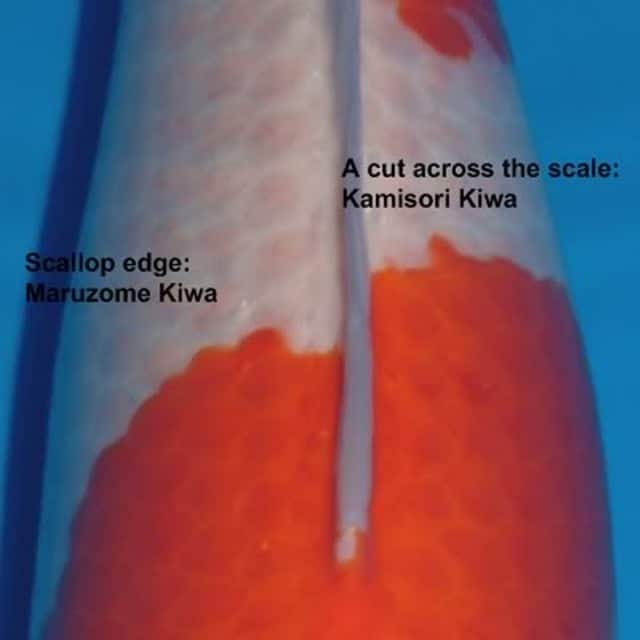 Hình ảnh phân biệt sashi và kiwa
