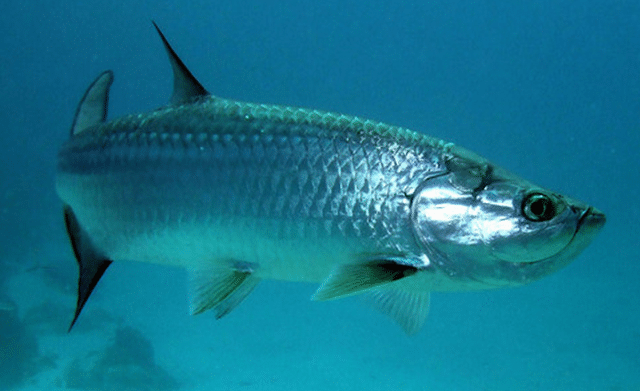 Hình ảnh 1 trong những loài cá bơi nhanh nhất đại dương
