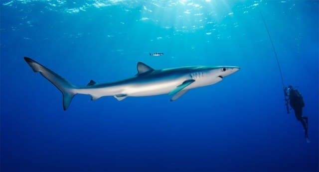 Hình ảnh 1 trong những loài cá bơi nhanh nhất đại dương