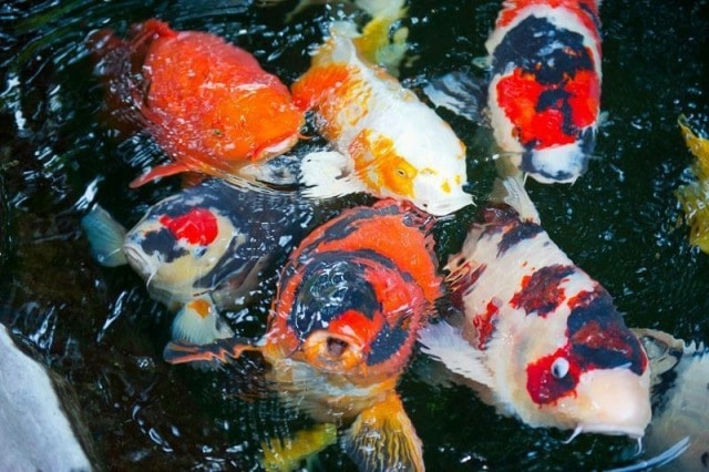 Chỉ số PH trong nuôi cá Koi - Thái Hòa ... - Thái Hòa Aquarium