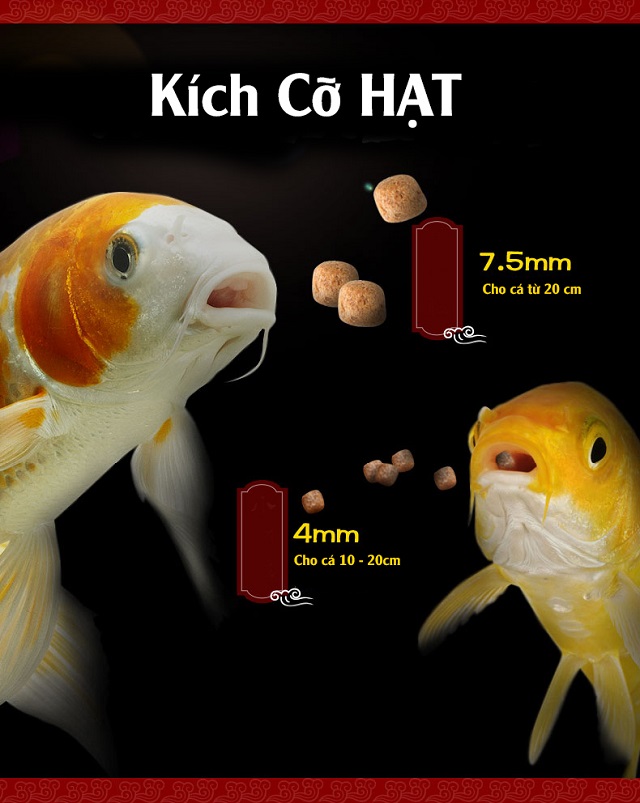 Hình ảnh Nên cho cá ăn thức ăn phù hợp