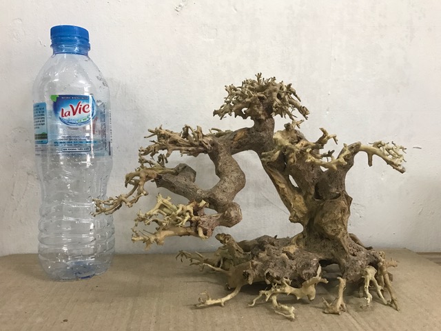 Hình ảnh lũa bonsai cho bể thuỷ sinh
