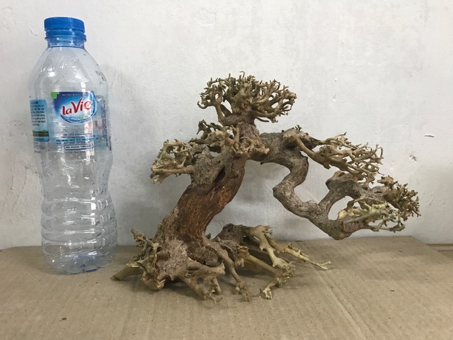 Hình ảnh lũa bonsai cho bể thuỷ sinh