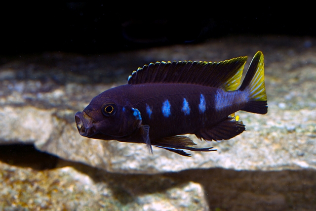 Hình ảnh Cá ali Chewere - Pseudotropheus Elongatus Chewere