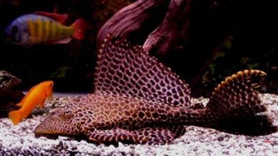 Hình ảnh Cá Tỳ Bà Beo - Leopard Pleco