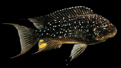 Hình ảnh Cá Ali Én Sao - Petrochromis Trewavasae