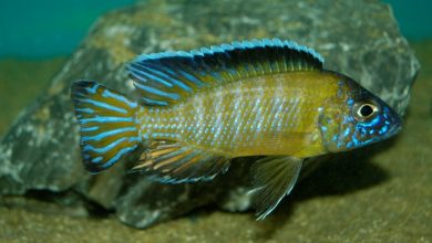 Hình ảnh Cá Ali Usisya - Flavescent Peacock