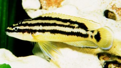 Hình ảnh Cá Ali Golden Julie - Julidochromis Ornatus