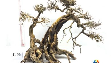Hình ảnh Mẫu bonsai L06