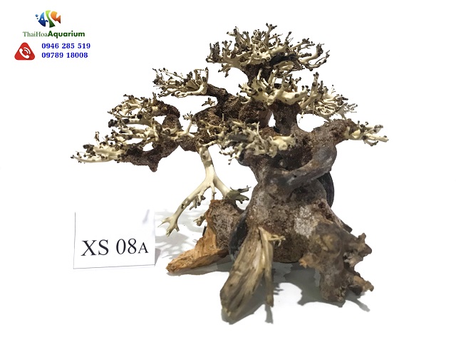  Hình ảnh Lũa bonsai XS08A