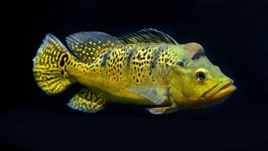 Hình ảnh Cá Hoàng Bảo Yến Kelberi trưởng thành