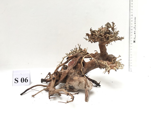 Hình ảnh lũa bonsai cho bể thủy sinh 40-90cm