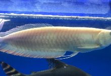 Hình ảnh Ngân Long Albino 30cm