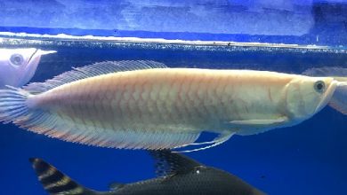 Danh Sách Cá Rồng Huyết Long - Quá Bối - Thái Hoà Aquarium