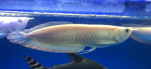 Cá Ngân Long Albino 30cm khoẻ đẹp không tật lỗi - Thái Hoà Aquarium