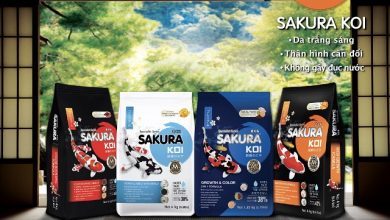 Hình ảnh Bộ sản phẩm Sakura cho cá koi