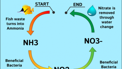 Hình ảnh Chu trình Nitrogen trong bể cá