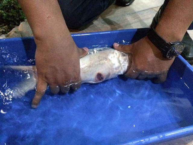 Hình ảnh Cá Koi Bị Lở Loét Ở Bụng