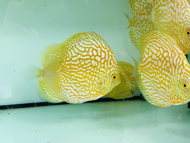 Hình ảnh Cá Đĩa Bồ Câu Vàng rực rỡ trong bể
