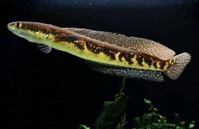 Hình ảnh Cá Lóc Mắt Bò Thái - Channa Marulius