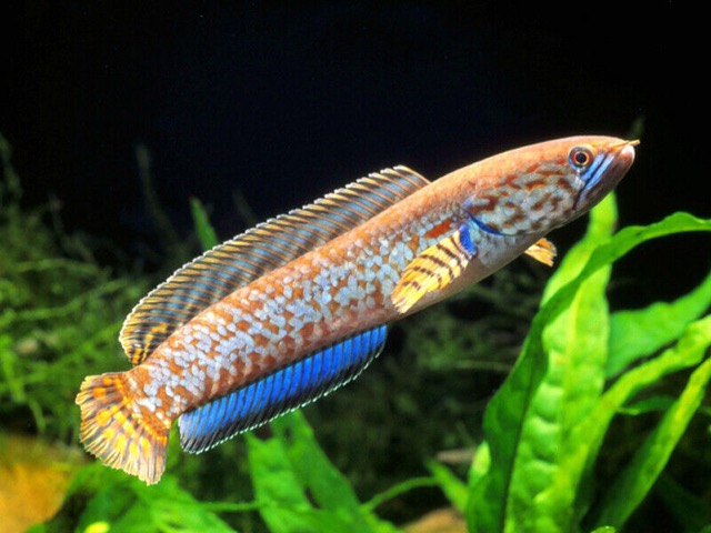 Top 5 Loại Cá Lóc Cảnh Bình Dân Dễ Chơi Cho Người Mới Bắt Đầu - Thái Hòa  Aquarium