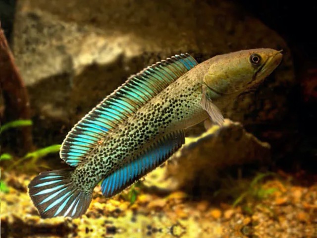 Top 5 Loại Cá Lóc Cảnh Bình Dân Dễ Chơi Cho Người Mới Bắt Đầu - Thái Hòa  Aquarium