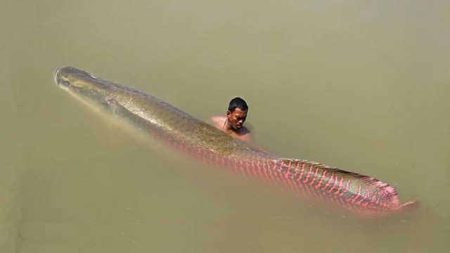 Hình ảnh Cá Hải Tượng Long- loài cá săn mồi nước ngọt lớn nhất hành tinh 