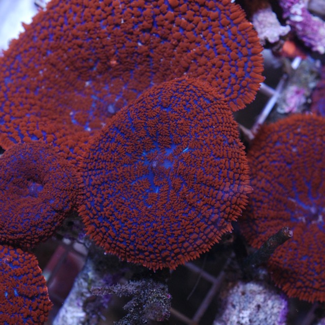 Hình ảnh San Hô Bèo Nấm - 1 loại san hô quốc dân