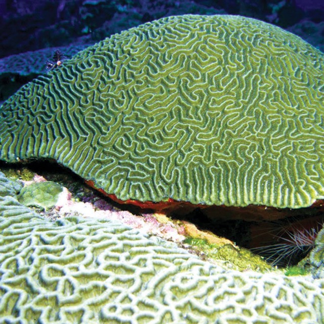Hình ảnh Brain Coral có hình dạng như bộ não người